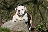 BULLDOG ANGLAIS 056